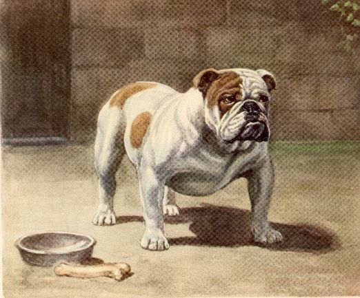 Album - Old-pics-Bulldogs-and-Staffies