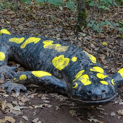 Les salamandres en grand danger du côté de Nancy