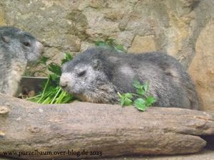 Alpenmurmeltiere, Schneeeule, Panzernashorn