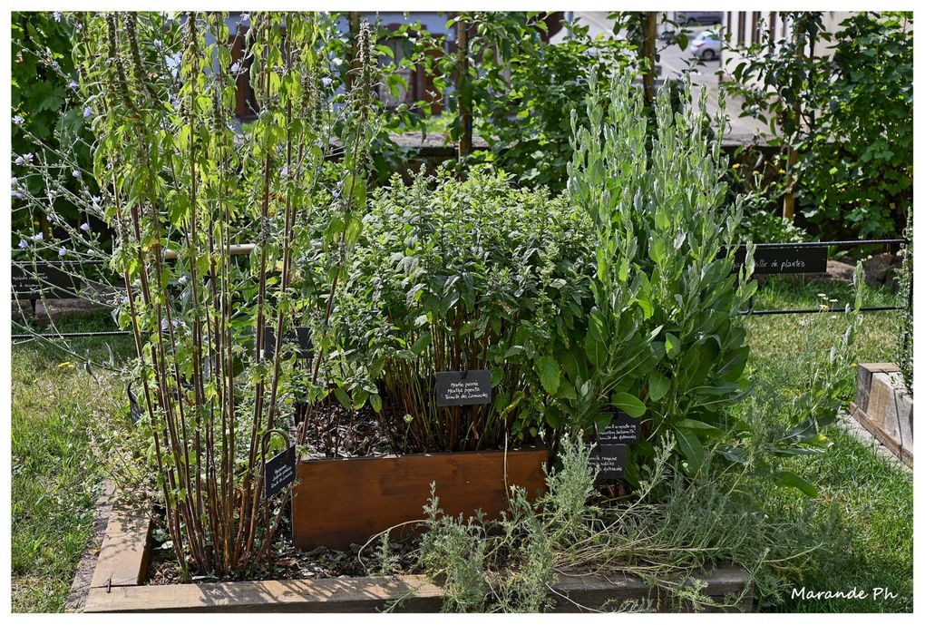 Le jardin de plantes médicinales à Hattmatt (67) au pied de l'église !