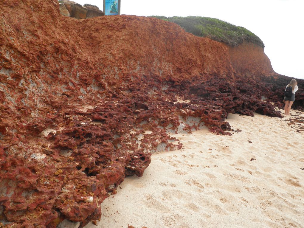 Album - SYD---LONG-REEF-BEACH