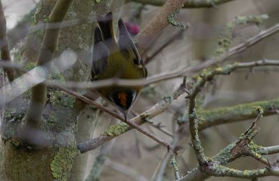 632 - Hiver saison curieuse avec Saint-Valentin et le début des chants des Oiseaux : 28/01 & 11/02/2024