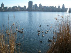 NEW YORK - Manhattan - Brooklyn - Central Park ... 