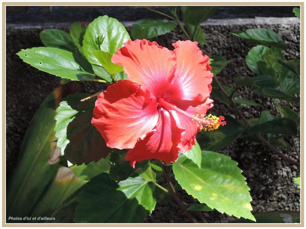 Hibiscus