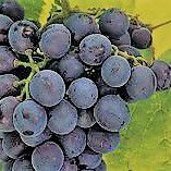 #Terrapin Wine Producers Indiana Vineyards
