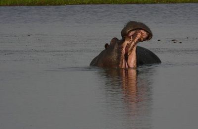 Un hippo pas content
