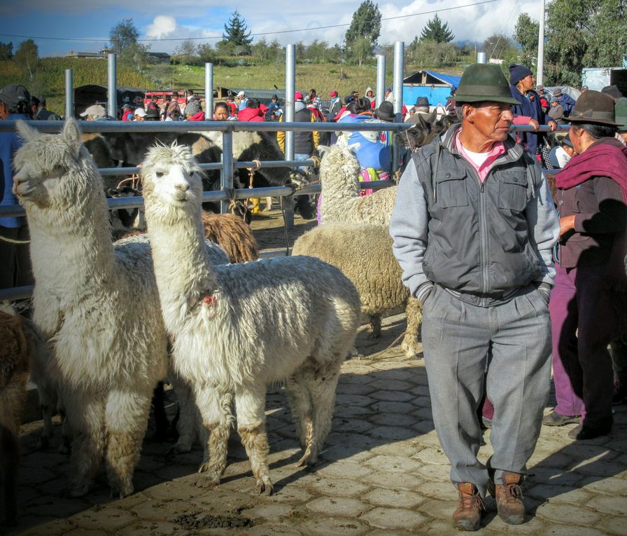 Dans la sierra avec les lamas....8/12 juin 2016