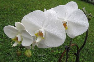 Weiße Orchidee