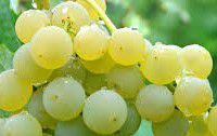 #Blanc de Blanc Producers Pennsylvania Vineyards