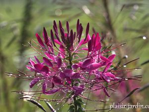 La Cleome spinosa 'Cherry Queen'