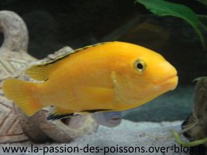 Photos Labidochromis-caeruleus