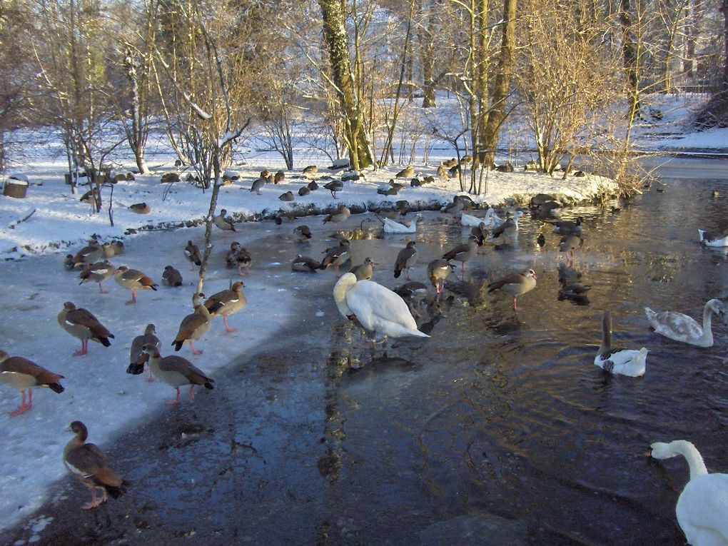 Album - Woluwe-Saint-Lambert