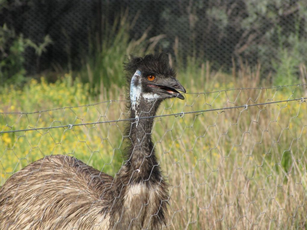 Album - Alice-Springs