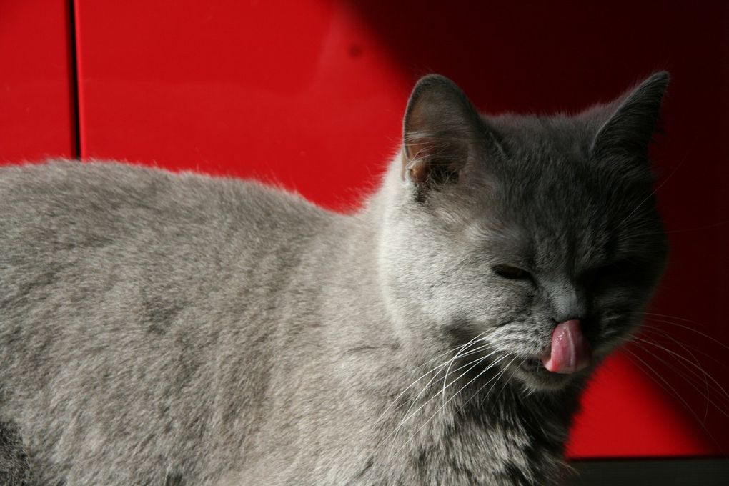 British Shorthair Blue Femelle