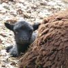 Bébé mouton.....suite !