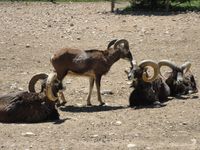 Bouquetins, mouflons, chevreuils et autres herbivores peuplent cette partie du parc.