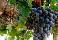 #Durif Producers Australia Vineyards