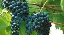 #Corot Noir Producers Maine Vineyards