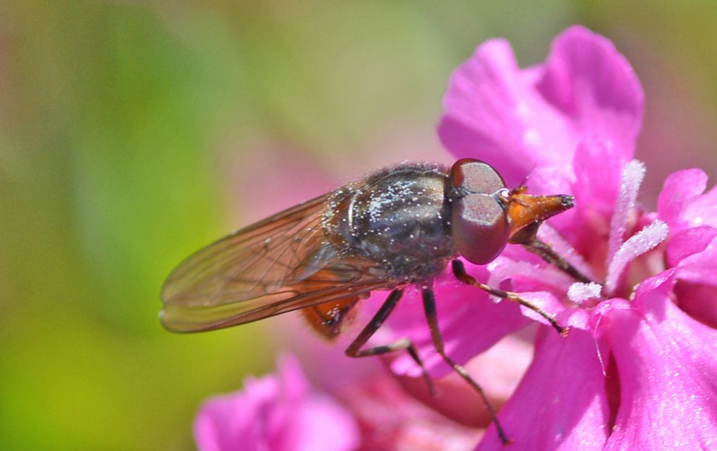 Le syrphe à long nez (Rhingia Campestris)