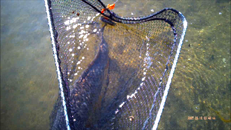 Une série de photos de carpes prise a la mouche