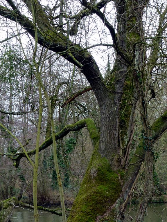 Album - bords-de-Sarthe