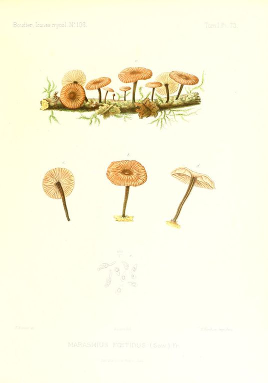 Album - Dessins-de-champignons-