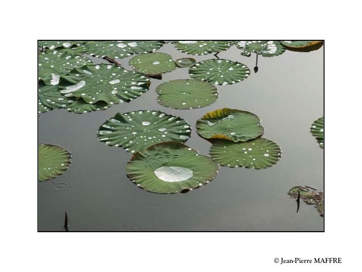 La fleur de lotus, connue pour sa beauté délicate et sa pureté, porte une signification profonde et un symbolisme puissant dans de nombreuses cultures.