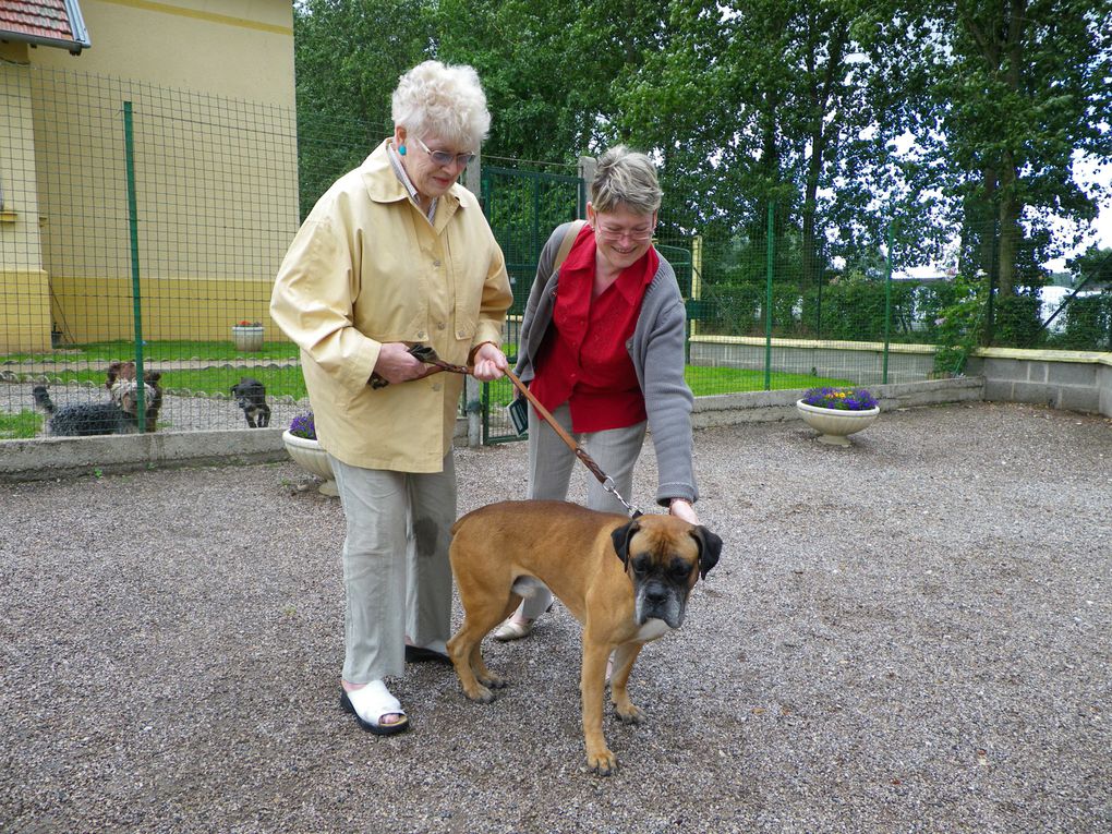 Album - CHIENS-ADOPTES.avril.mai.juin.2010.