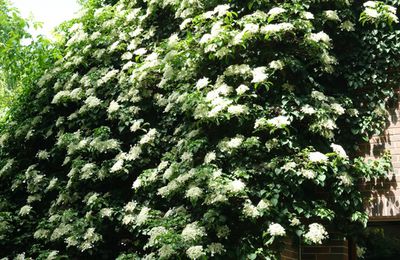 Plein Feu sur les Hydrangeas petiolaris photos début juin 2023  (Jardin HortensiArtois)