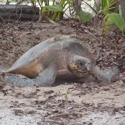 Suivi des tortues marines avec la Réserve Naturelle
