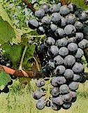 #Blaufrankish Producers South Coast California Vineyards 