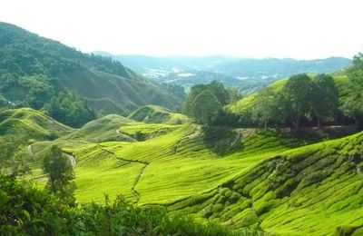 CAMERON HIGHLANDS - ETAPE V