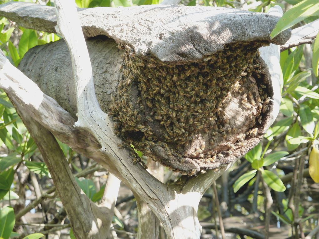 Les ruches traditionnelles dans la mangrove.