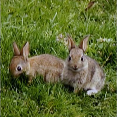 Animaux sauvages - lapins de garenne