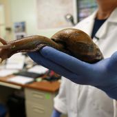 Des escargots géants font stresser la Floride