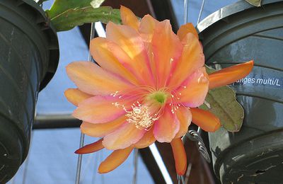 Epiphyllum Spanish Gold