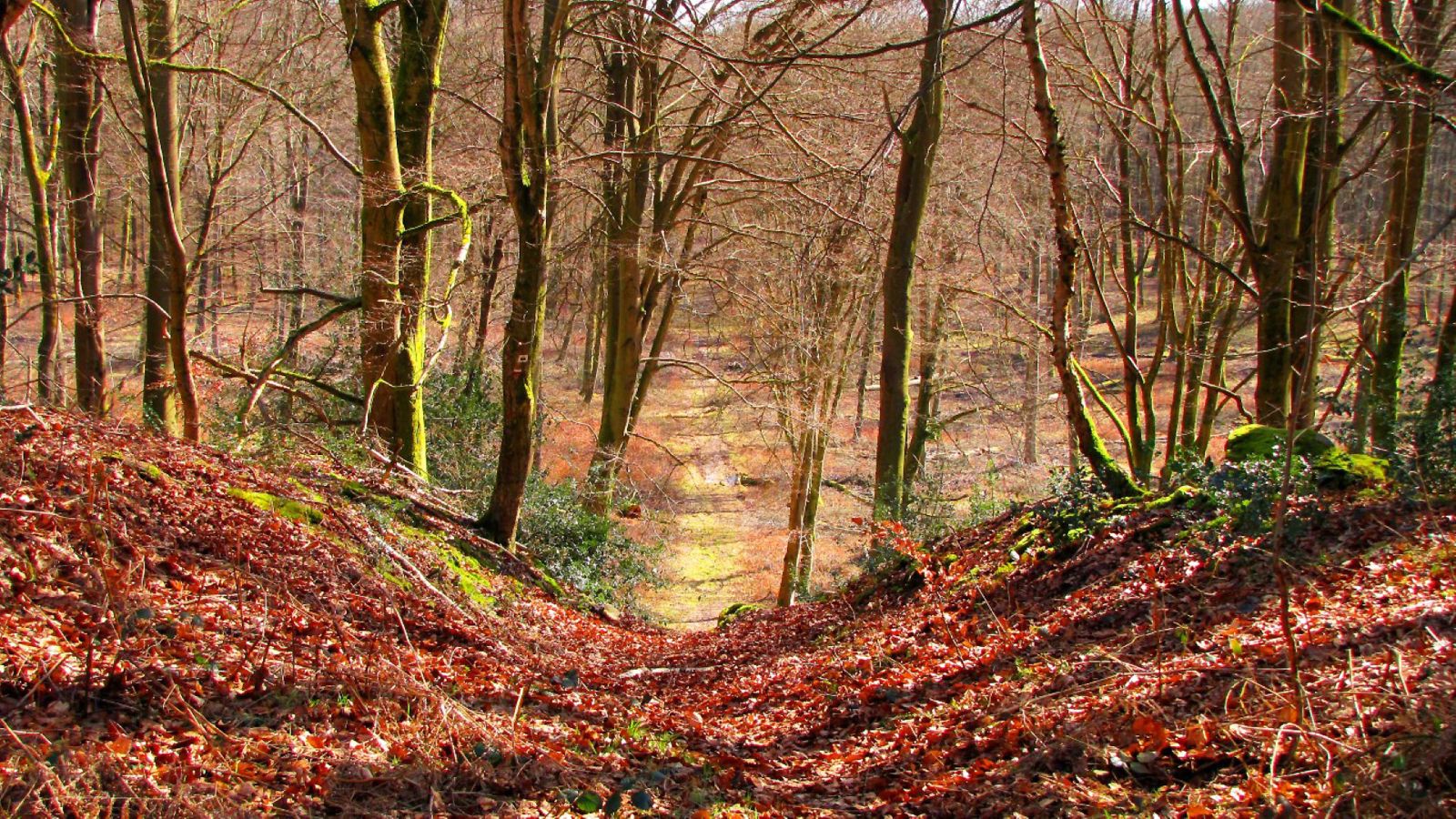 la Forêt de Retz en couleurs (Hiver)