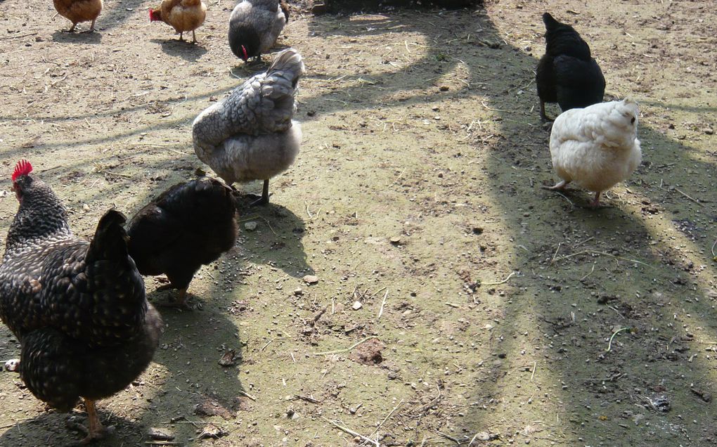 Les poules de mon jardin et leur vie quotidienne.
Bonheurs et peines de ma relation avec les poules.
Des histoires à vous donner la chair de poule et les oeufs en priorité