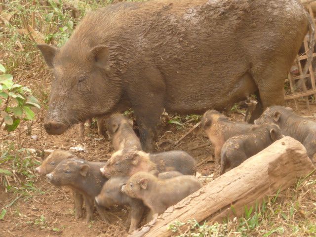 superbes cascades, plantation cafe et the, tribu Alak et leur village, les elephants et les enfants