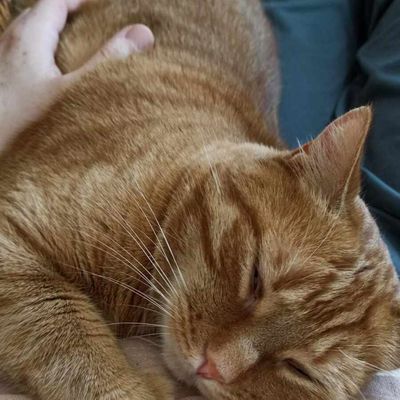 Gros câlin pour Loki 