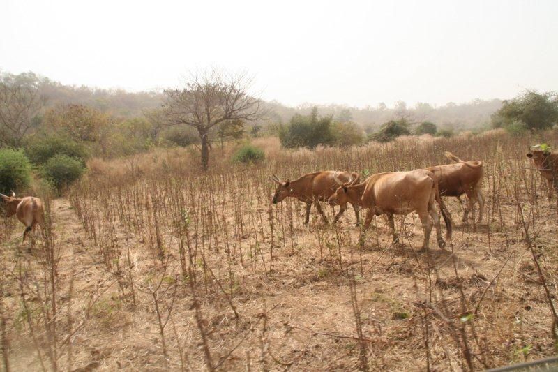 Album - PAYS-BASSARI-Senegal