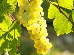 #Riesling Producers Michigan Vineyards p4