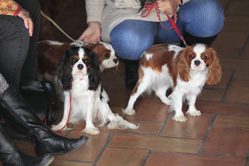 Déroulement de la journée Cavalier King Charles.