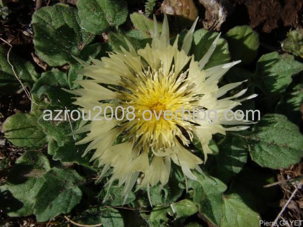 Fleurs de la forêt d'Azrou et alentours. cedraie, et foret mixte cèdres de l'Atlas et chênes verts (Parc National d'Ifrane, moyen-Atlas marocain).