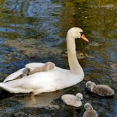 Cygne tuberculé : balade en famille