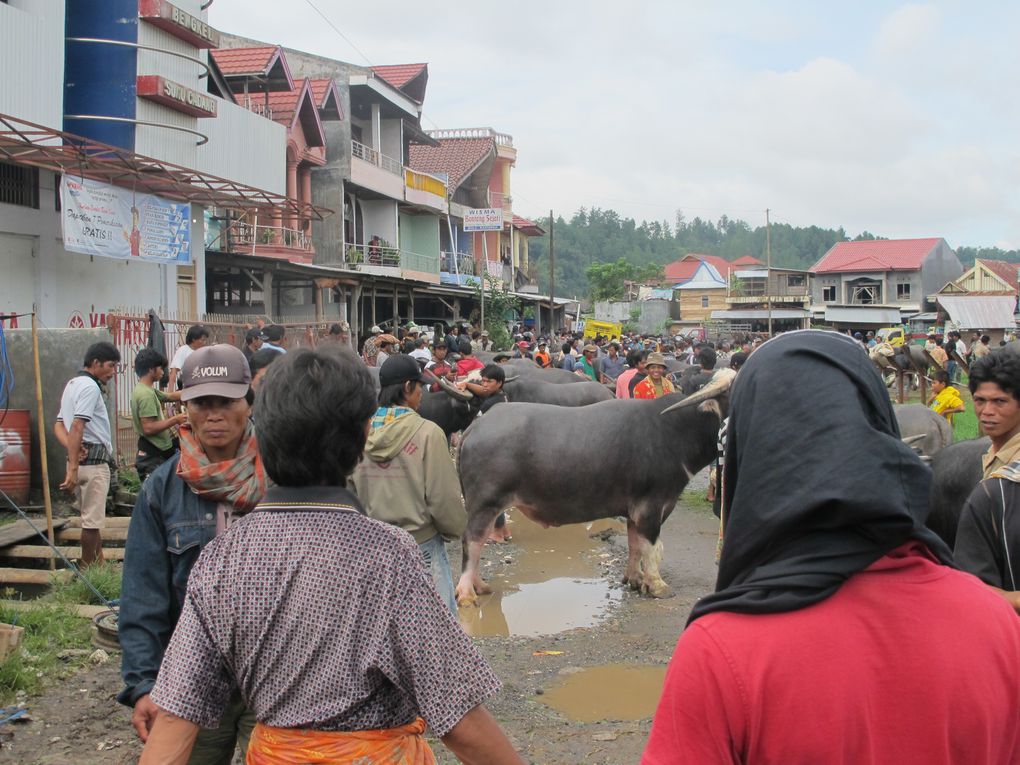 Album - 30---Centre-Sulawesi---Toraja