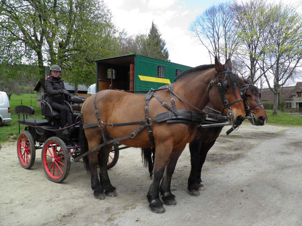 Fête de la Saint-Thuribe 2016, les chevaux, démonstration de maniabilité et de ferrage.