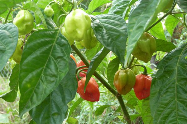 Diaporama (Cliquez sur l'image). Les piments constituent une part importante de la production d'Abdoulaye et Lamine, le kg se vend au marché entre 2000 et 3000Fcfa à cette saison.