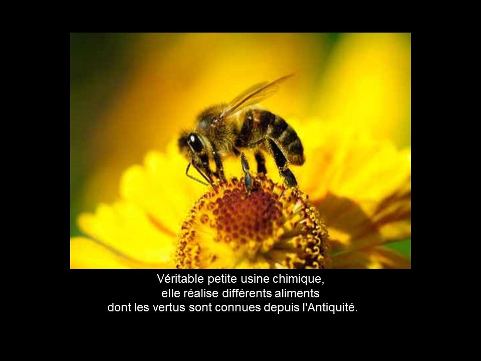 Divers - Les Abeilles