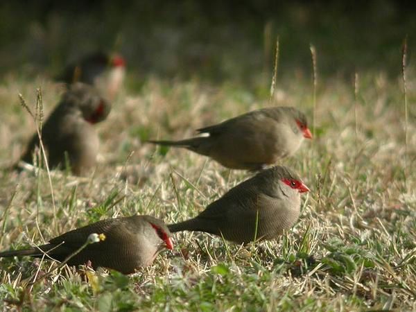 Pour l'ann&eacute;e 2006, l'association Nature &amp; Patrimoine a comptabilis&eacute; 42 oiseaux nicheurs :&nbsp; 19 indig&egrave;nes et 23 introduits. A travers les fiches Patrimoine &agrave; pr&eacute;server, nous vous proposons ici de d&eacute;couvrir les esp&egrave;ces end&eacute;miques de La R&eacute;union, puis les esp&egrave;ces indig&eacute;nes et enfin les fiches&nbsp; introduites.